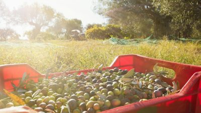 Raccolta Olive